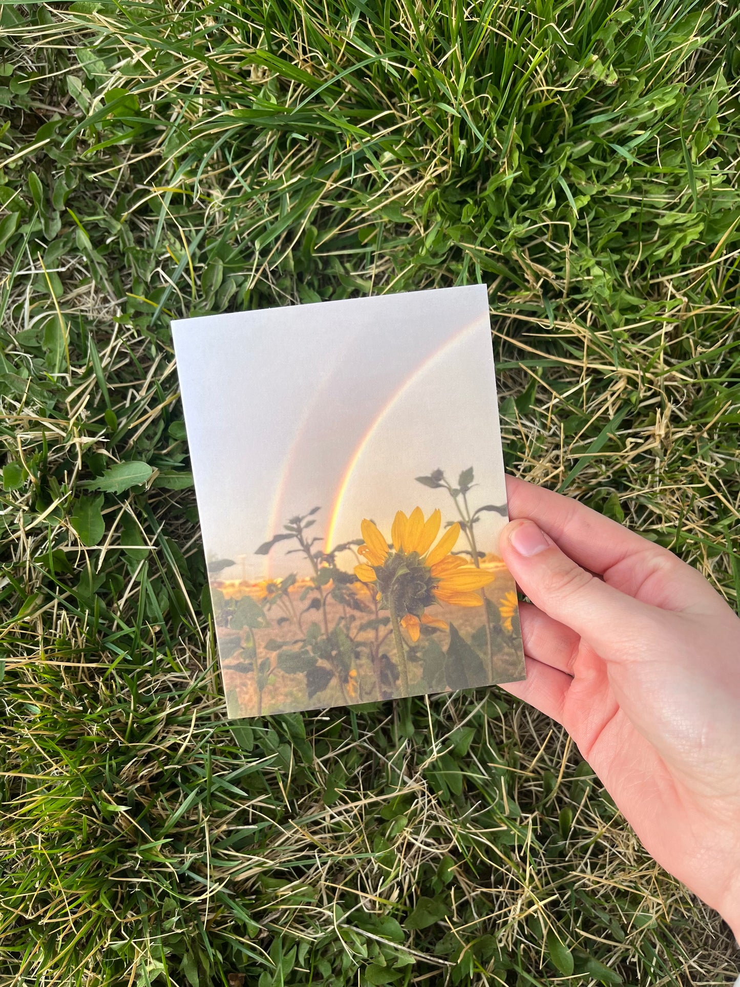 Double Rainbow Sunflower Photography Card