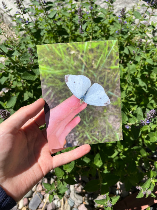 Holding a Moth Photography Card