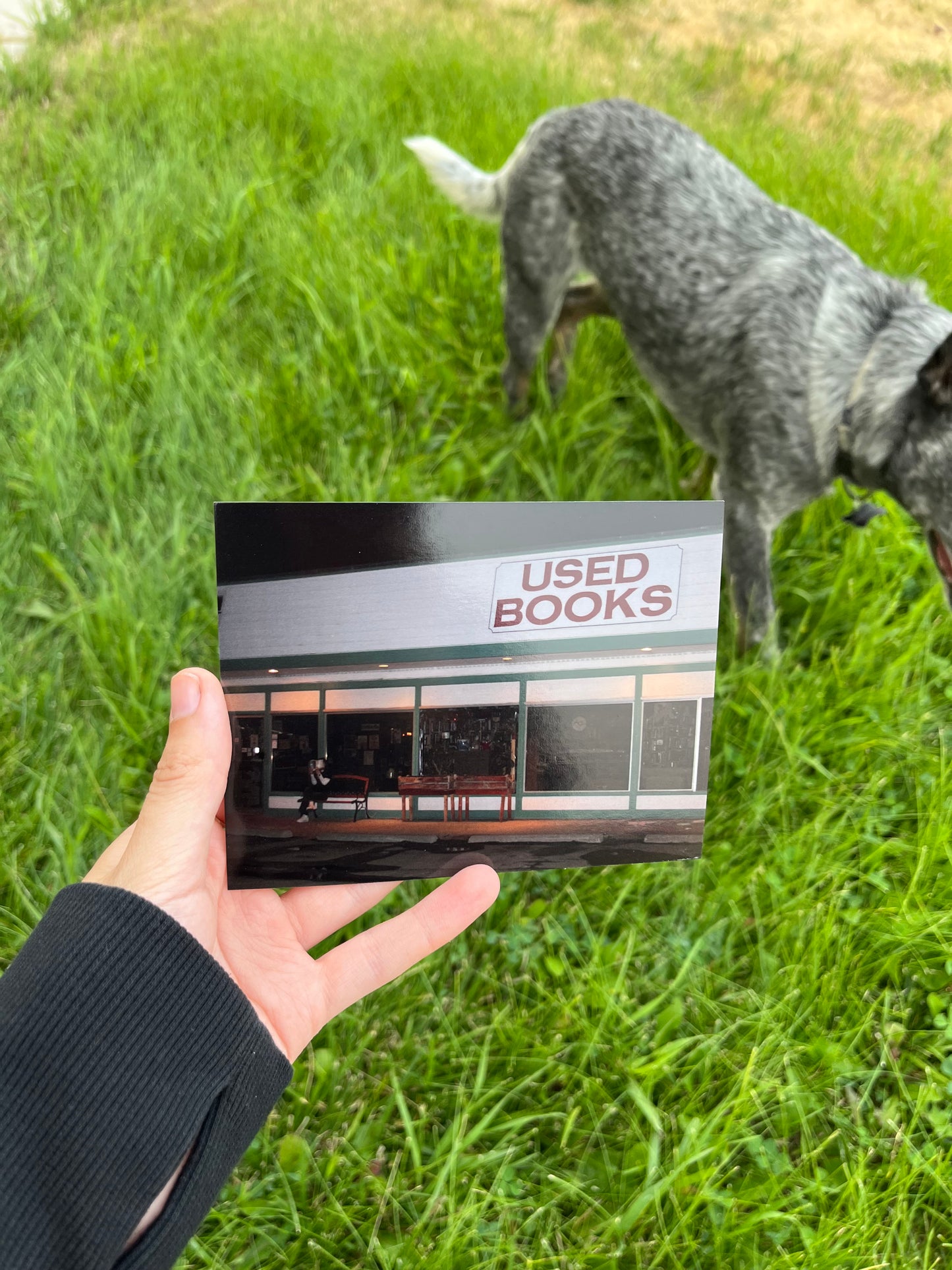 Used Books Reading Postcard