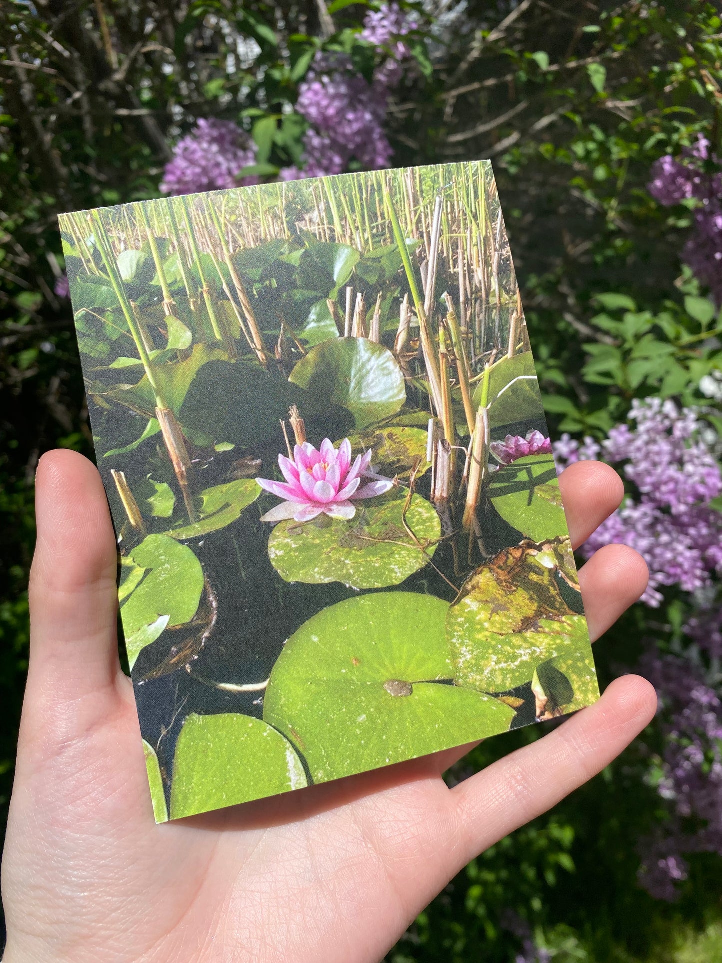 Waterlily/Lotus Floral Photography Postcard