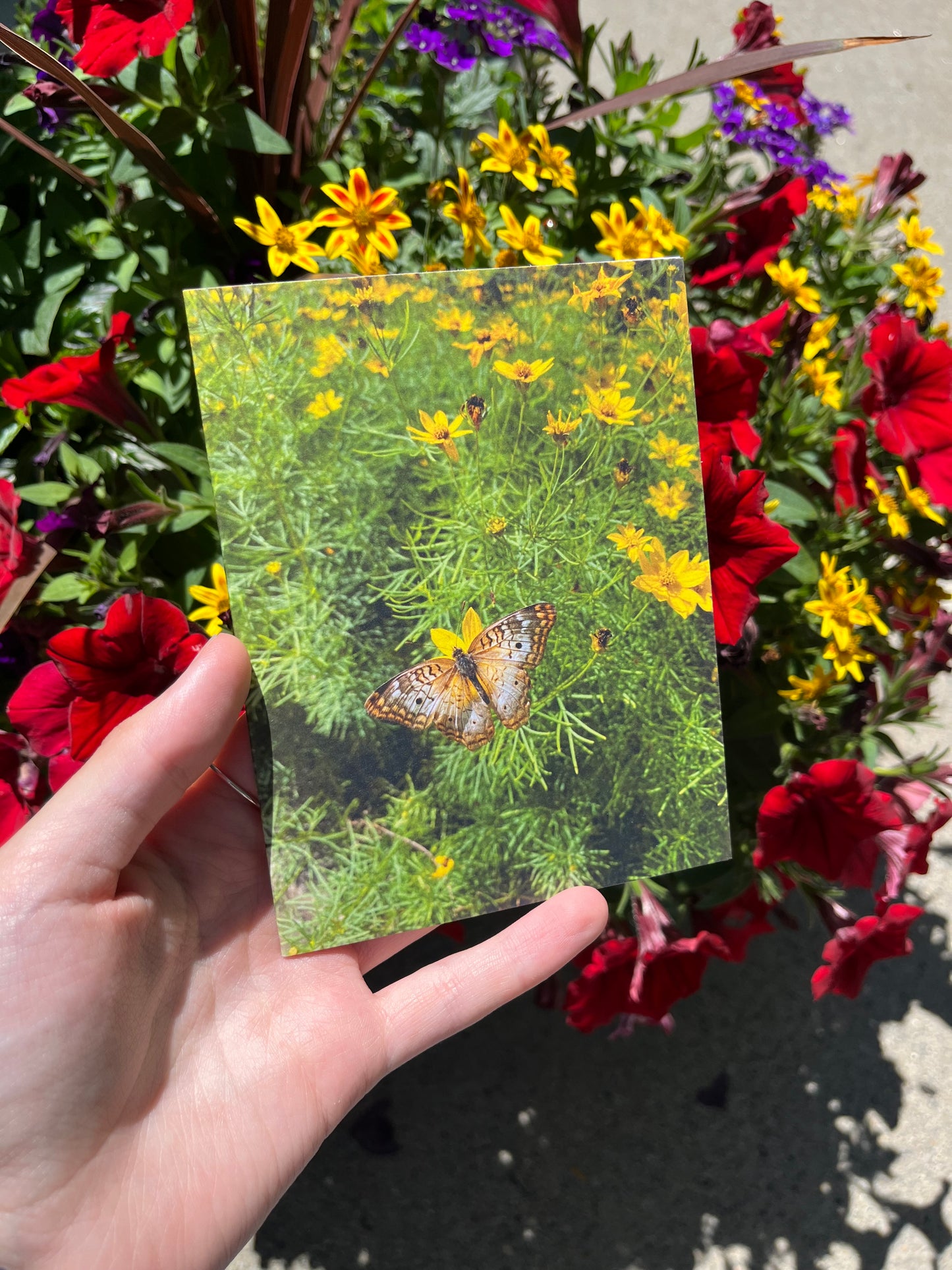 Butterfly and Yellow Flowers Photography Card