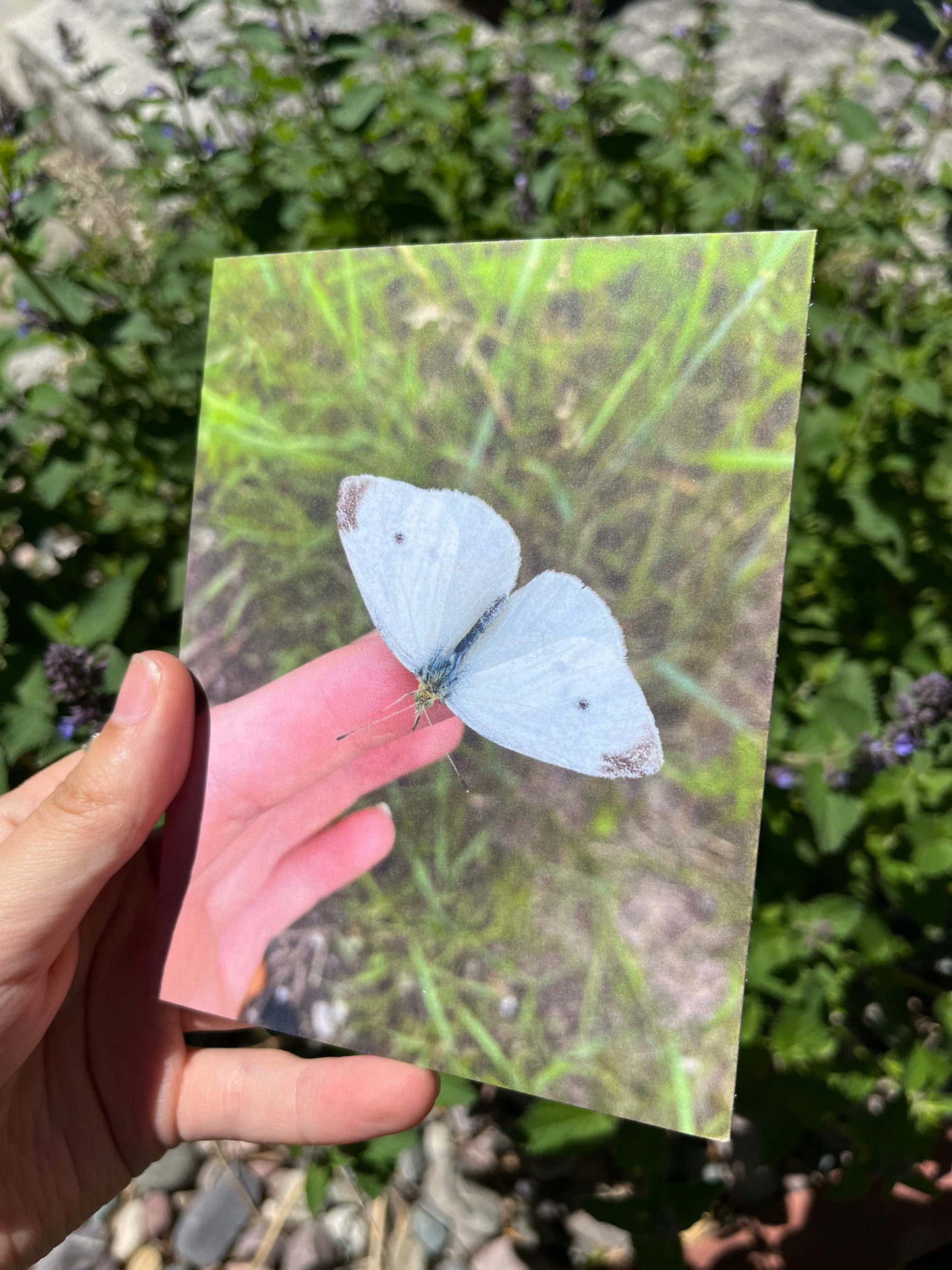 Holding a Moth Photography Card