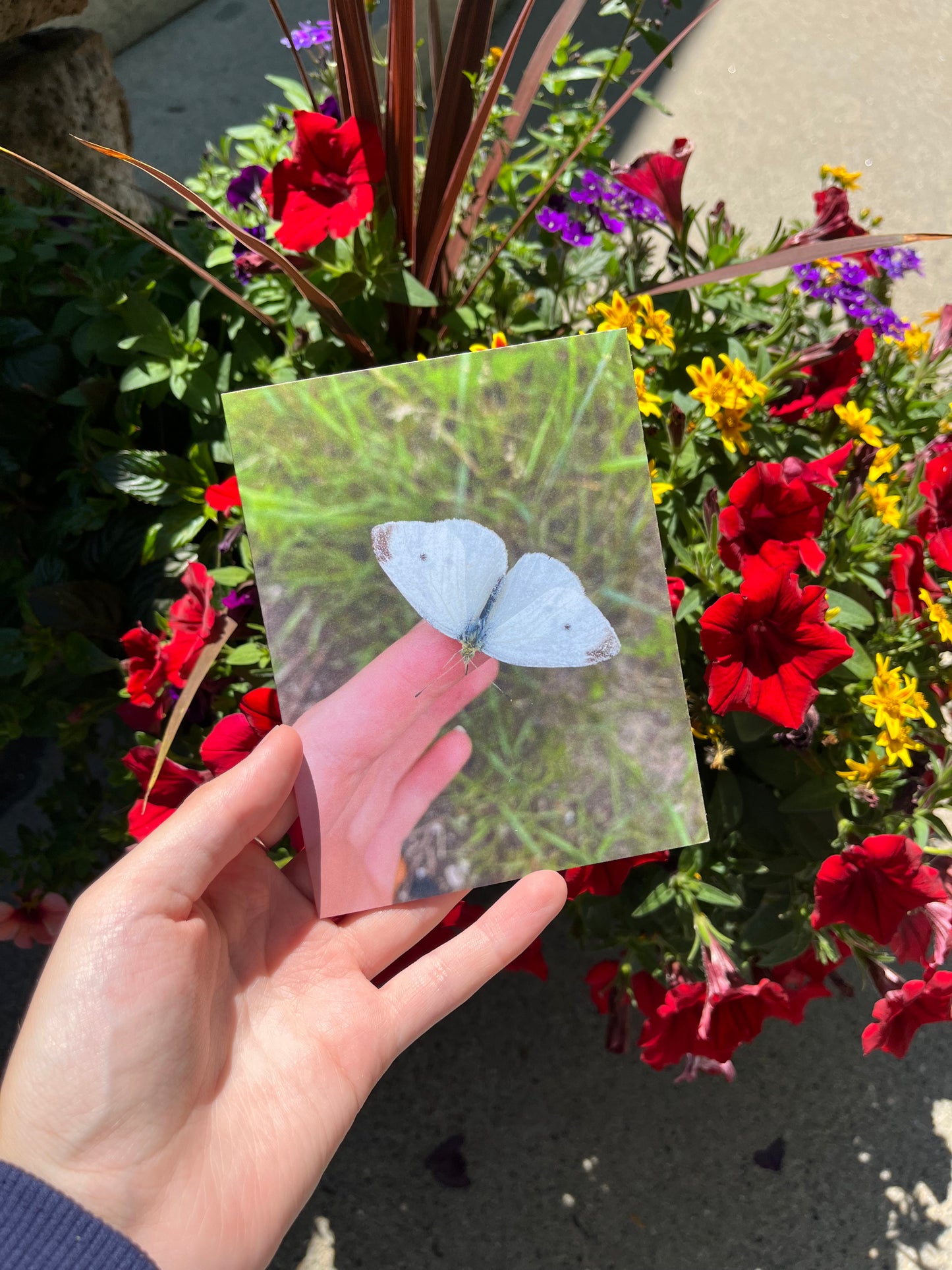 Holding a Moth Photography Card