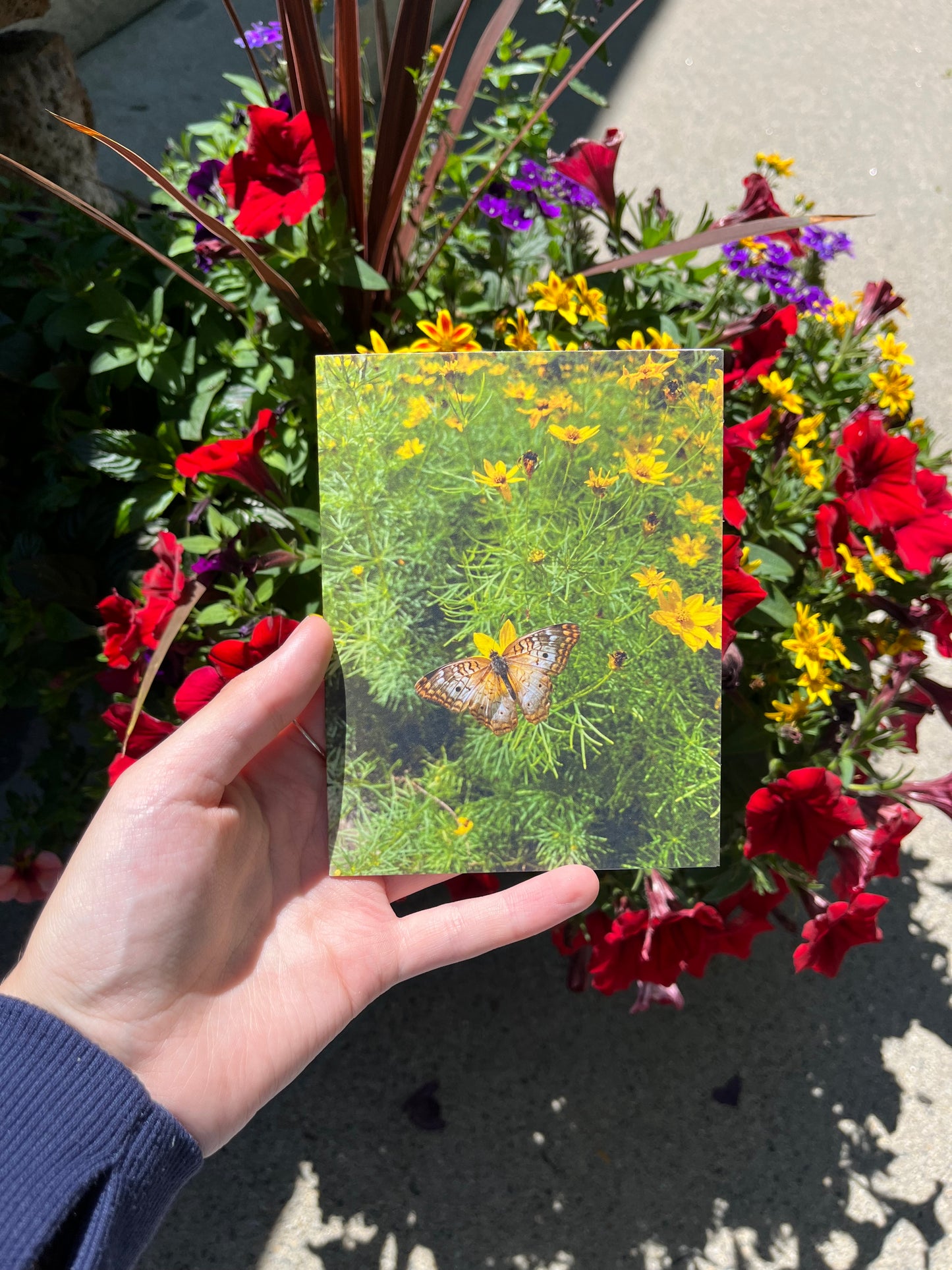 Butterfly and Yellow Flowers Photography Card
