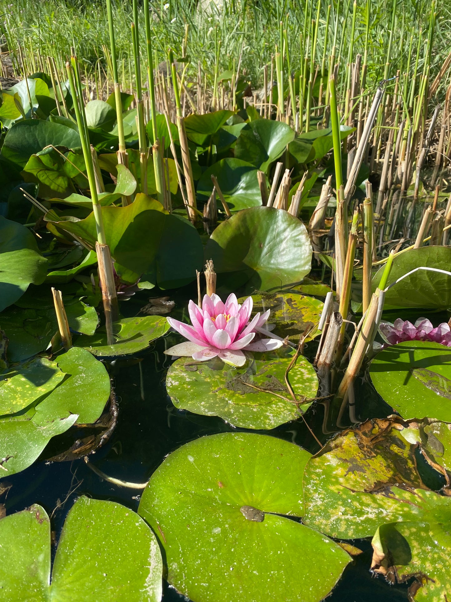 Waterlily/Lotus Floral Photography Postcard