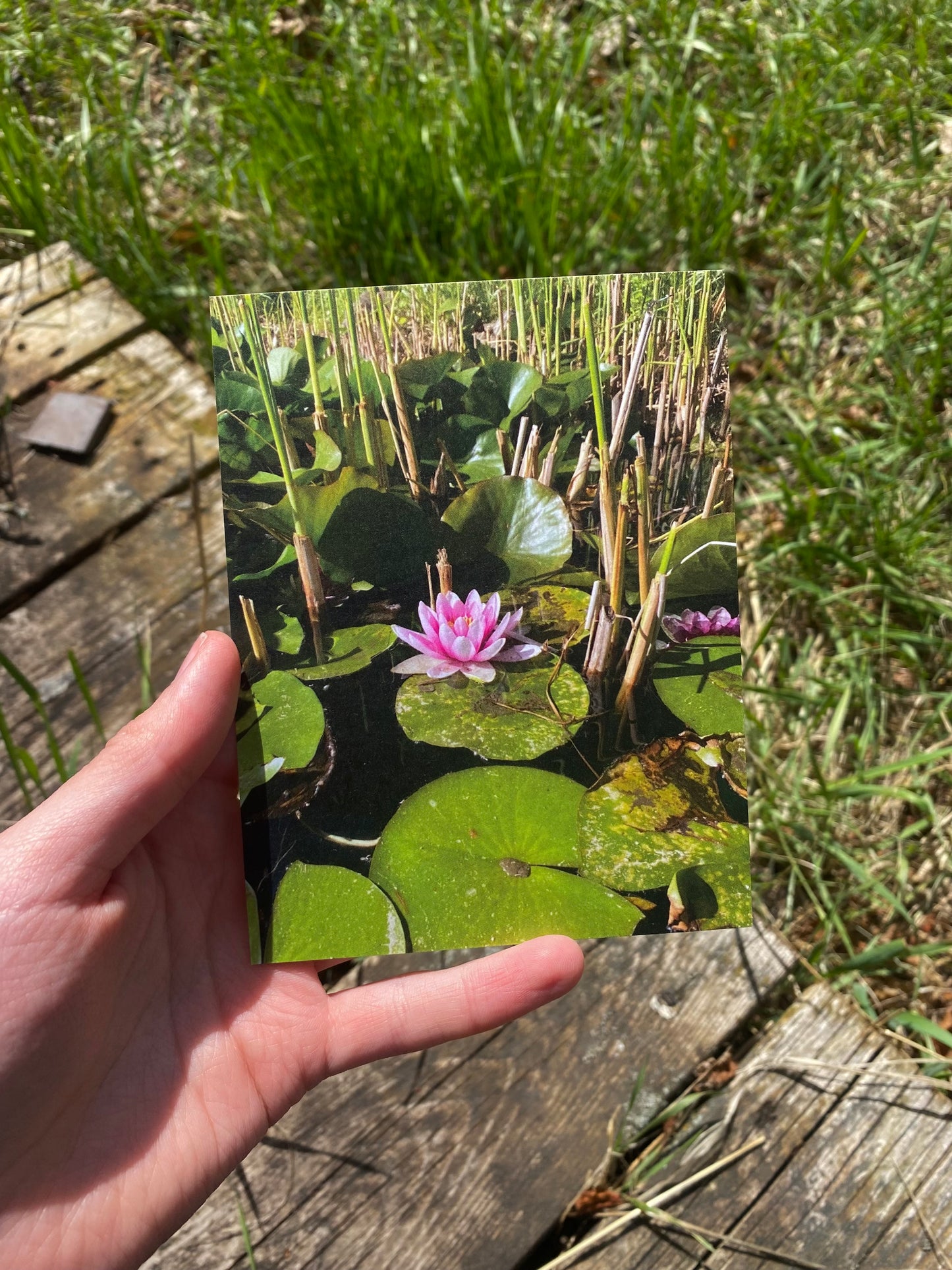Waterlily/Lotus Floral Photography Postcard