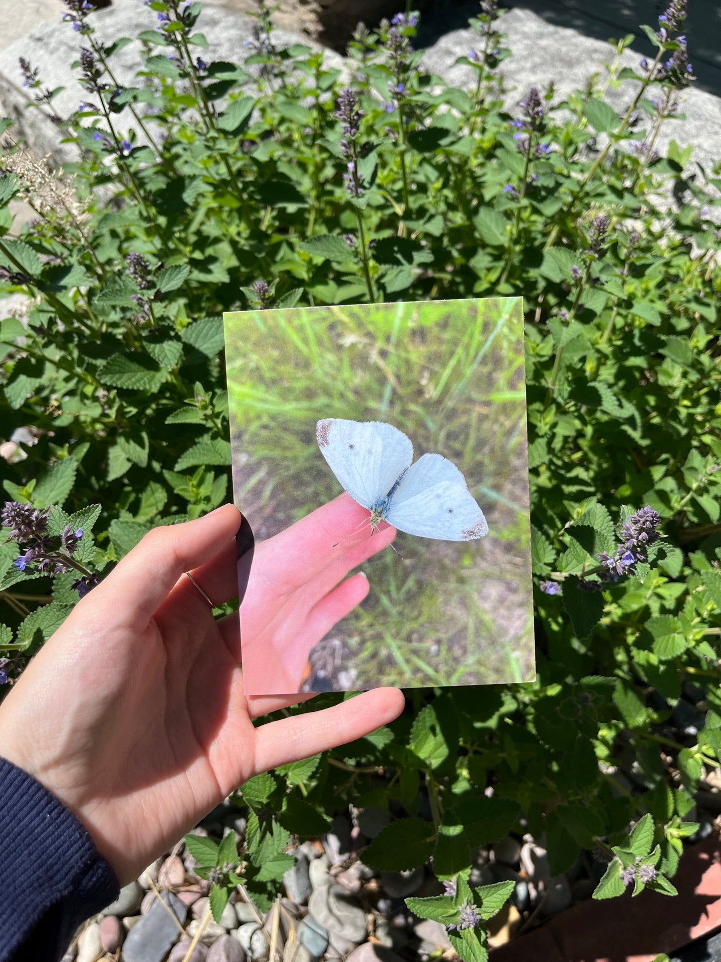 Holding a Moth Photography Card
