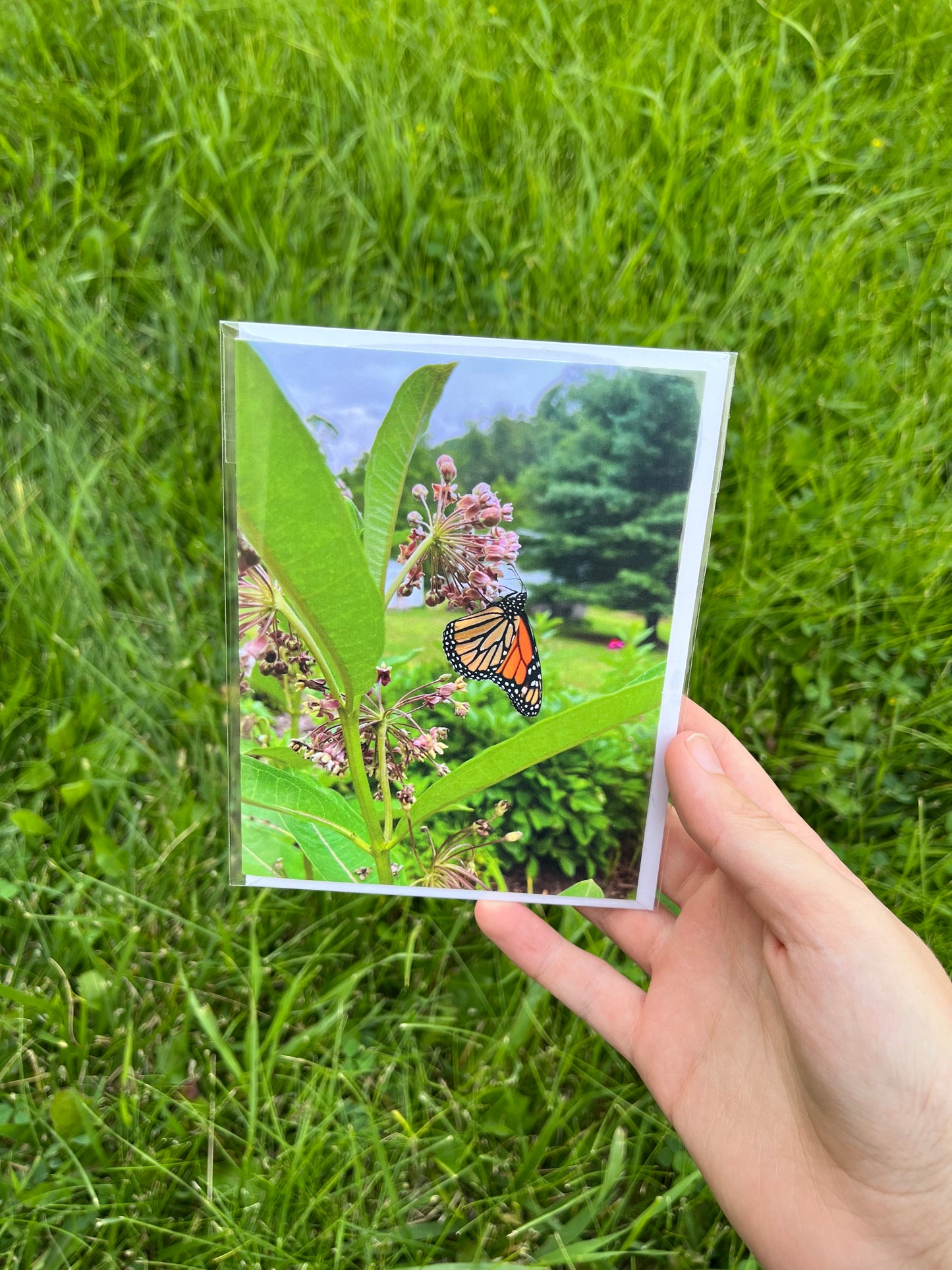 Monarch Butterfly on Milkweed Card/Postcard