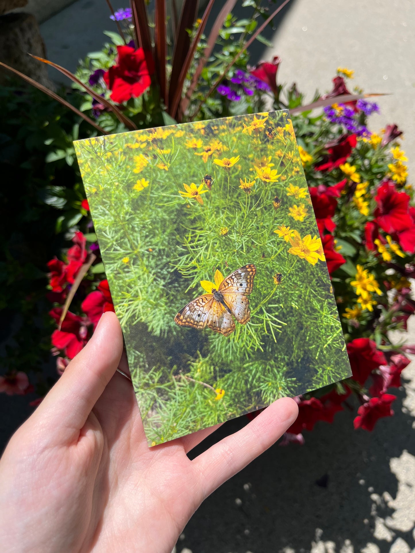 Butterfly and Yellow Flowers Photography Card