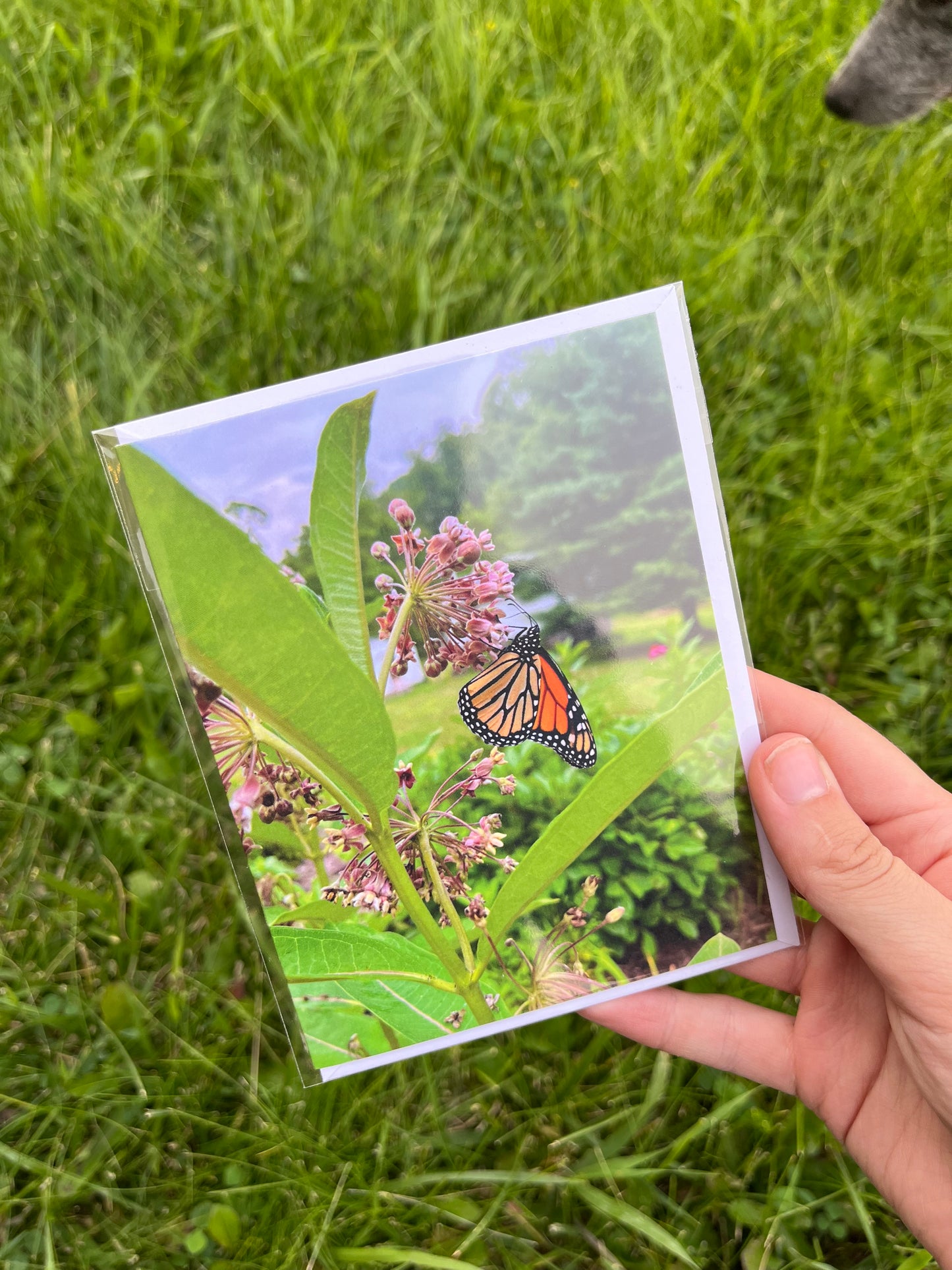 Monarch Butterfly on Milkweed Card/Postcard