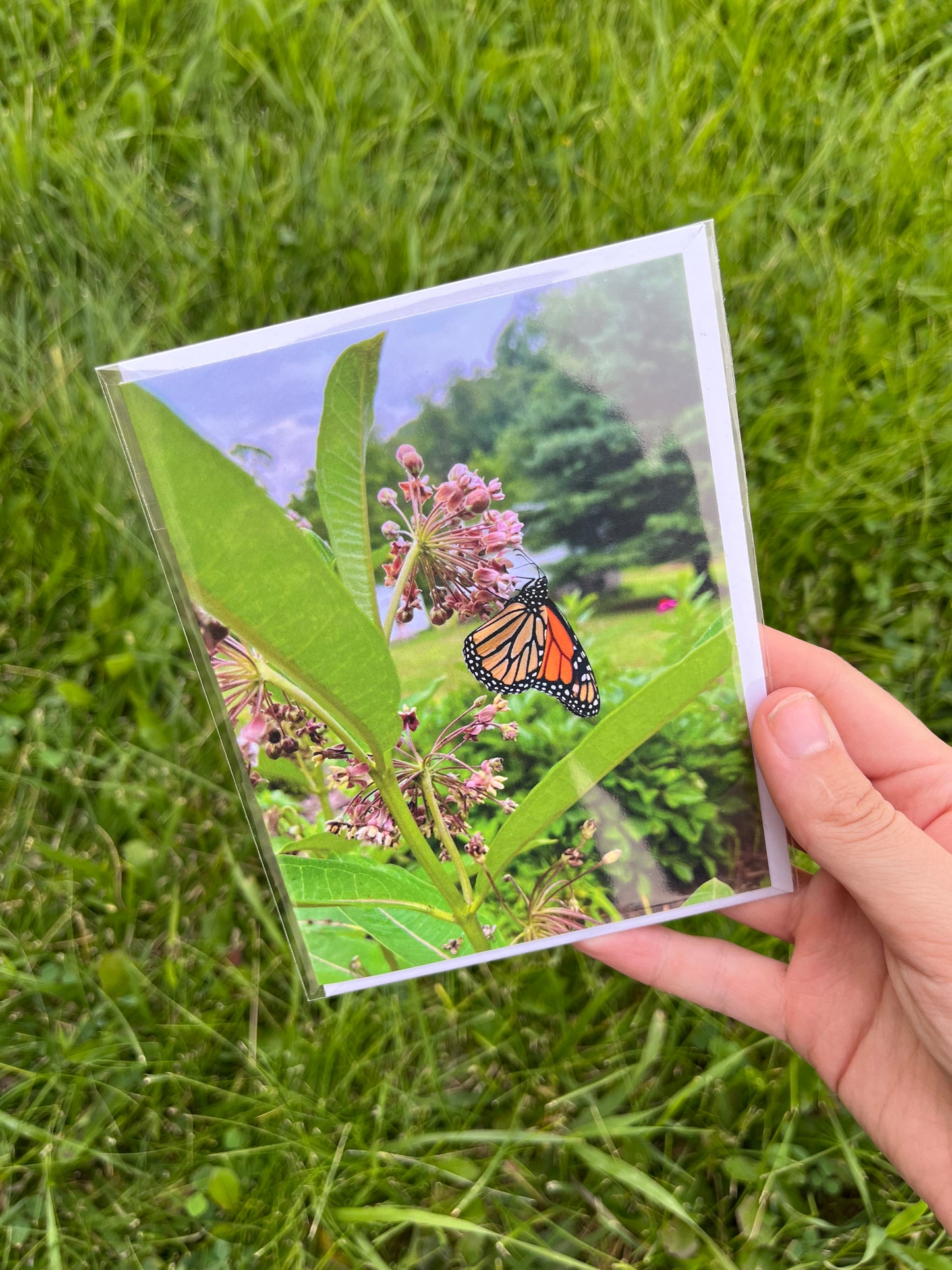 Monarch Butterfly on Milkweed Card/Postcard