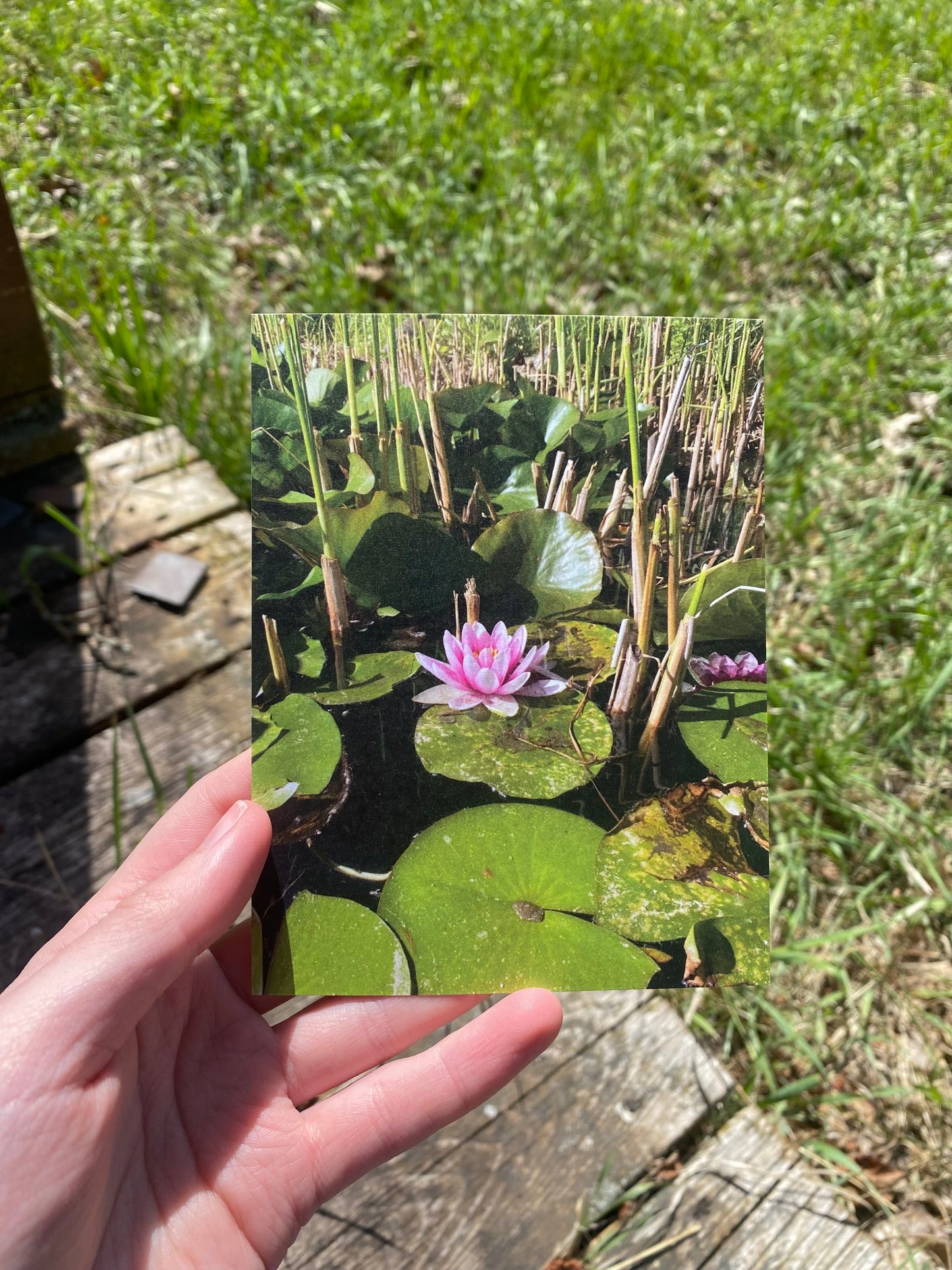 Waterlily/Lotus Floral Photography Postcard