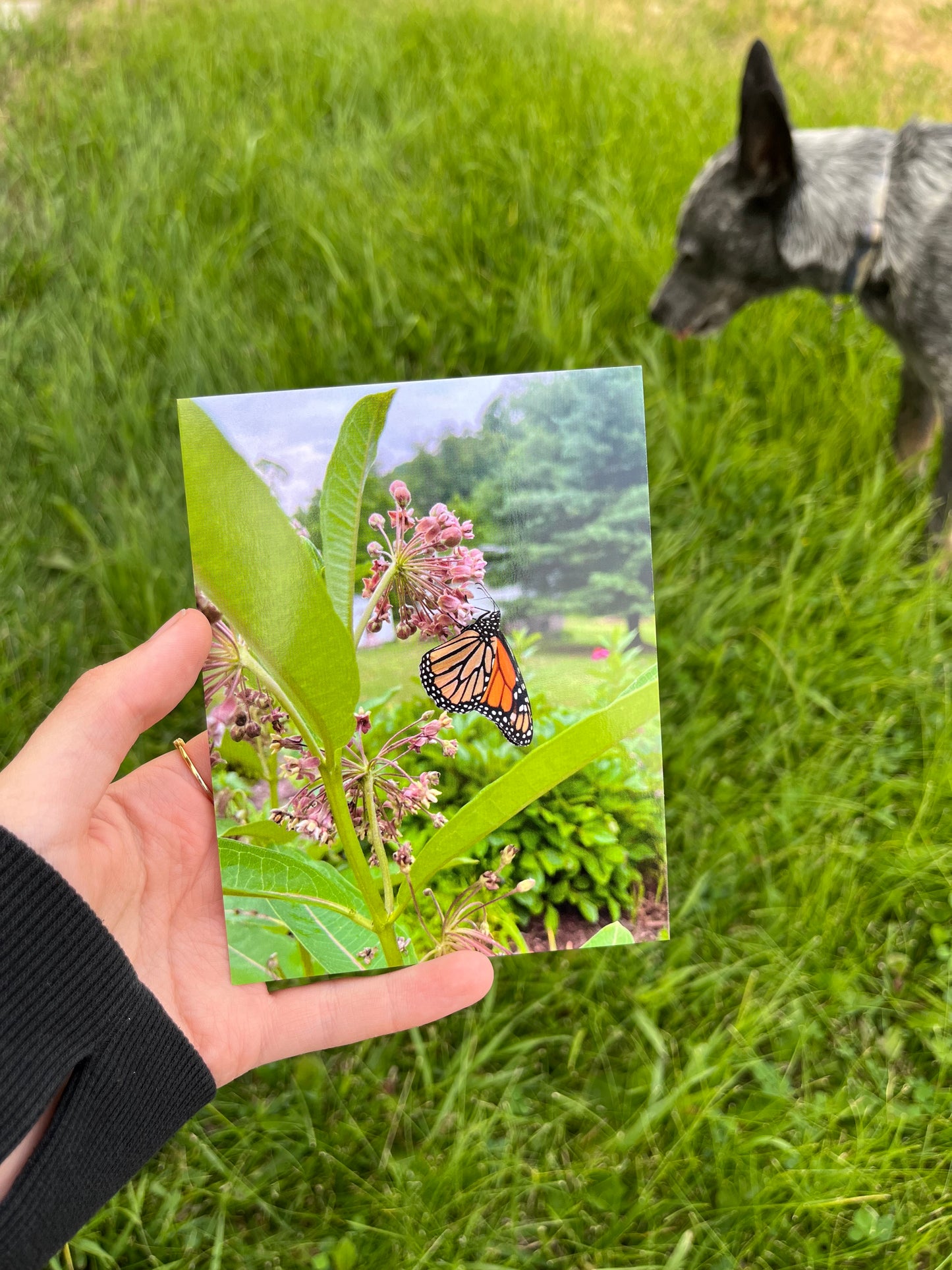 Monarch Butterfly on Milkweed Card/Postcard