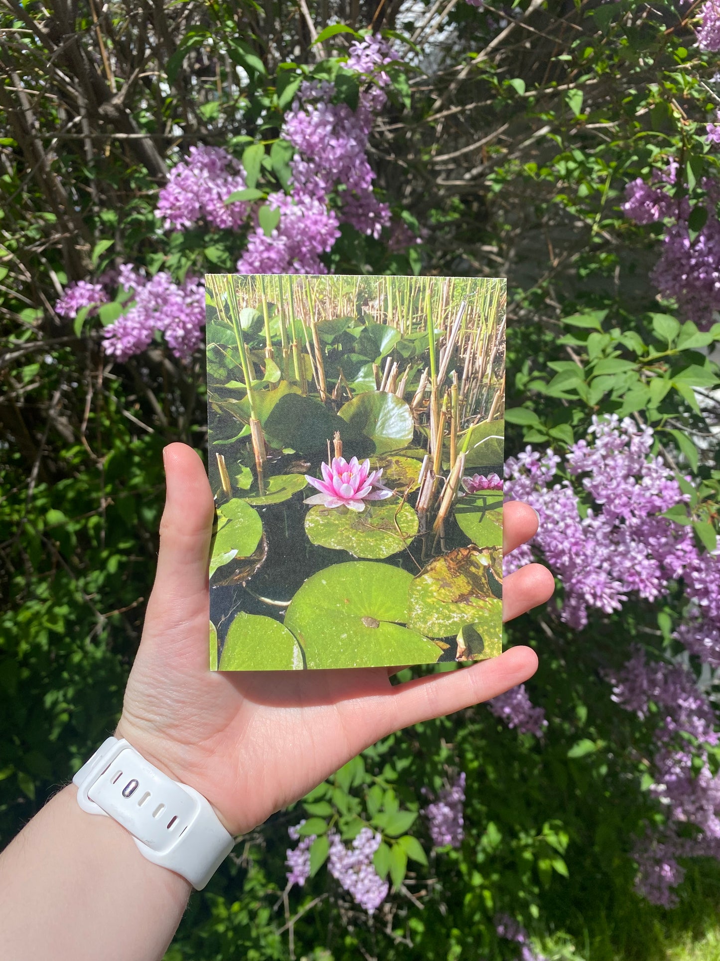 Waterlily/Lotus Floral Photography Postcard