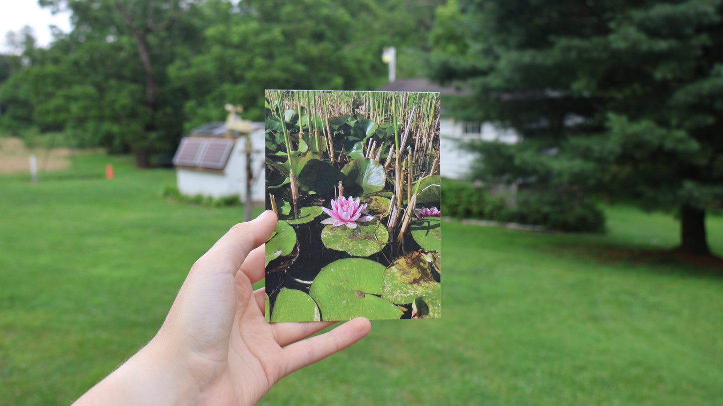 Waterlily/Lotus Floral Photography Postcard